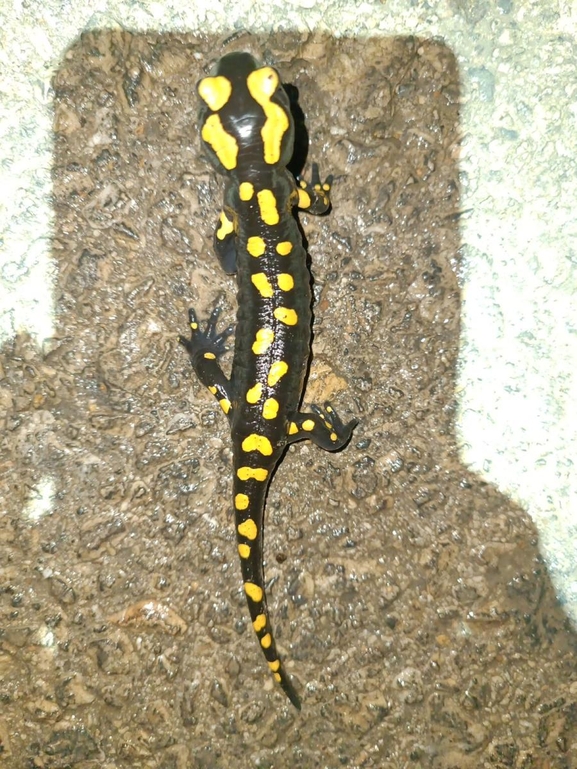 Salamandra infraimmaculata  photographed by רמדאן עיסא 