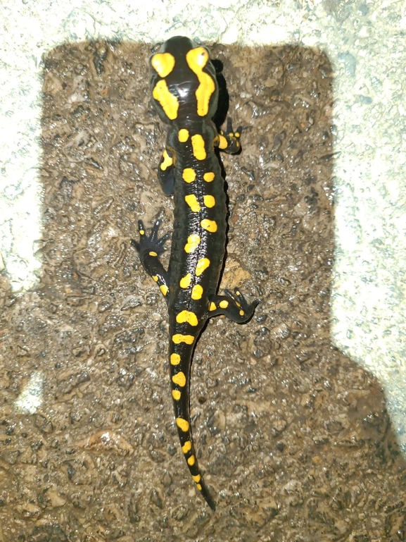 Salamandra infraimmaculata  photographed by רמדאן עיסא 