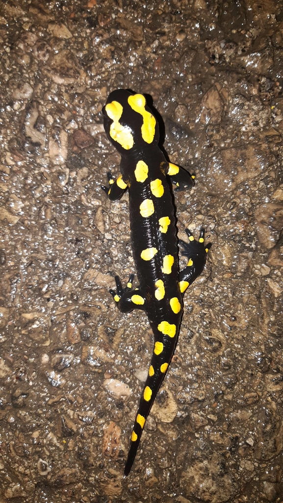 Salamandra infraimmaculata  photographed by רמדאן עיסא 