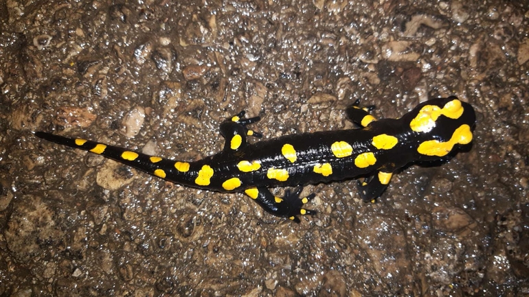 Salamandra infraimmaculata  photographed by רמדאן עיסא 