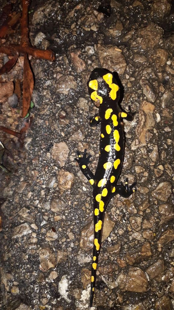 Salamandra infraimmaculata  photographed by רמדאן עיסא 