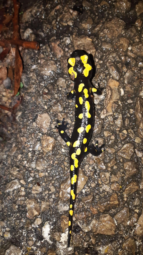 Salamandra infraimmaculata  photographed by רמדאן עיסא 