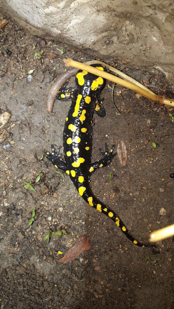 Salamandra infraimmaculata  photographed by רמדאן עיסא 