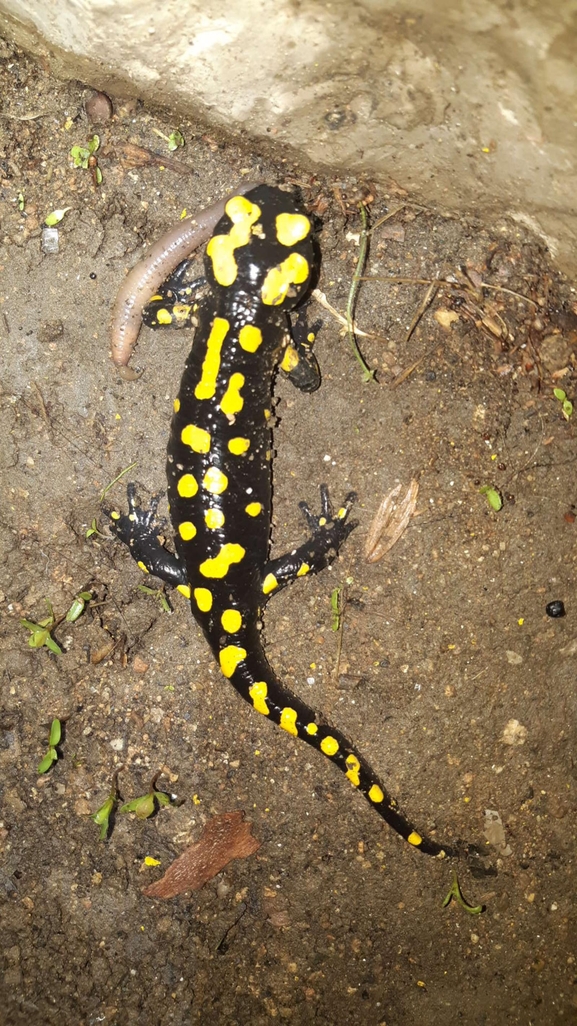 Salamandra infraimmaculata  photographed by רמדאן עיסא 