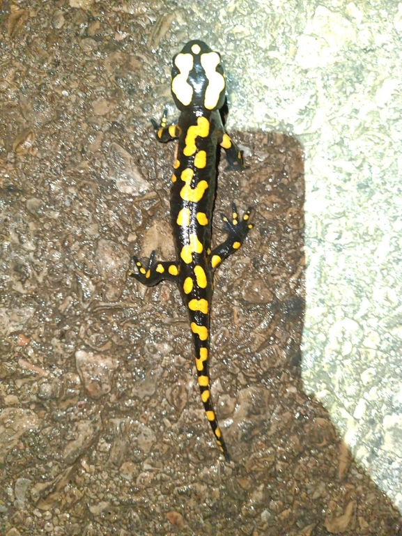 Salamandra infraimmaculata  photographed by רמדאן עיסא 