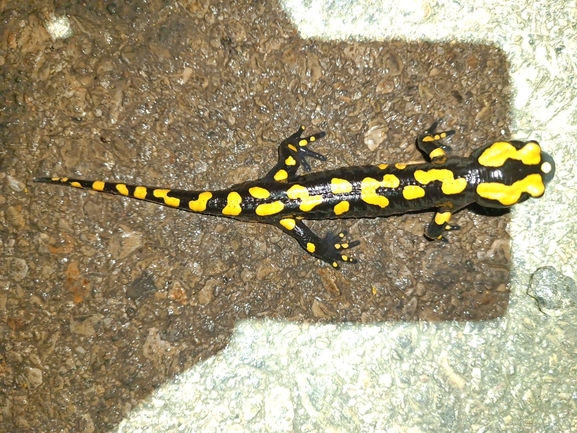 Salamandra infraimmaculata  photographed by רמדאן עיסא 