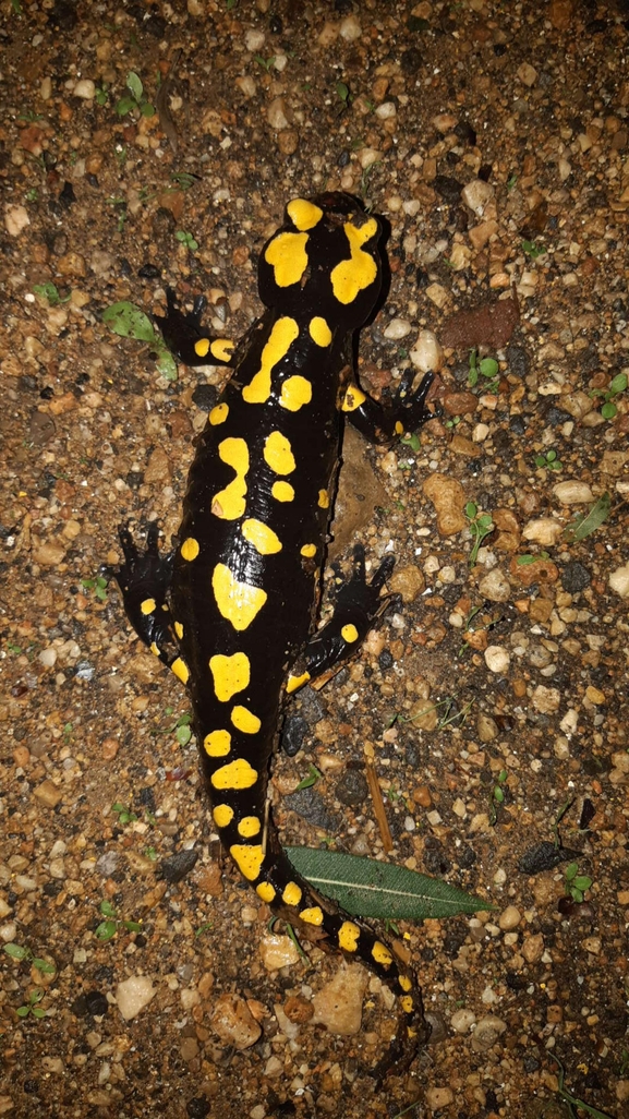 Salamandra infraimmaculata  photographed by רמדאן עיסא 