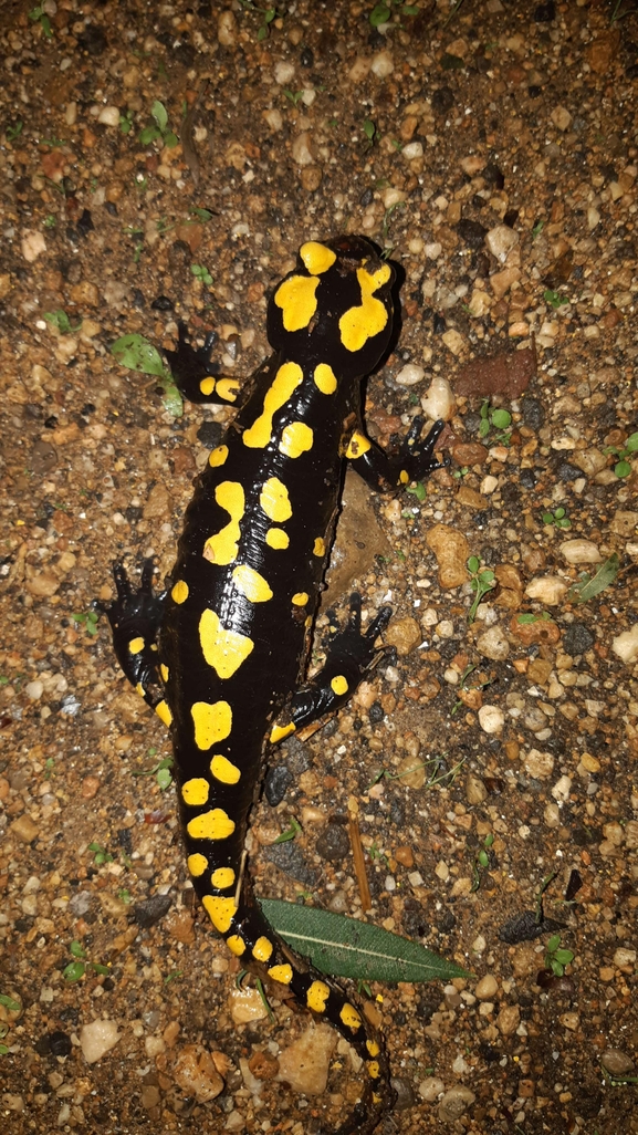 Salamandra infraimmaculata  photographed by רמדאן עיסא 