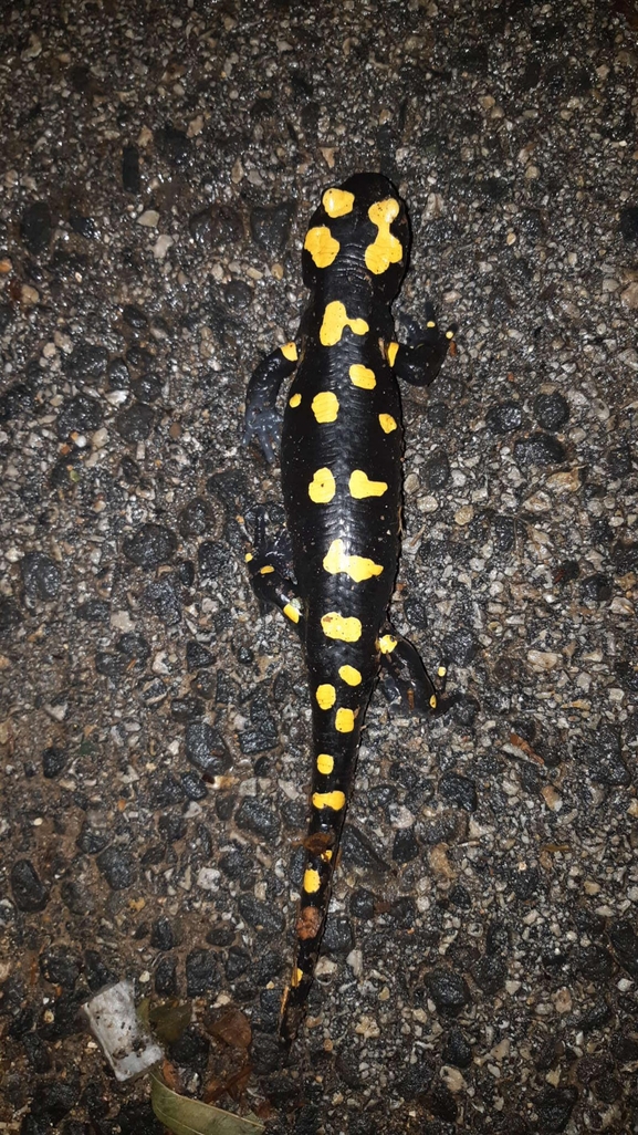 Salamandra infraimmaculata  photographed by רמדאן עיסא 