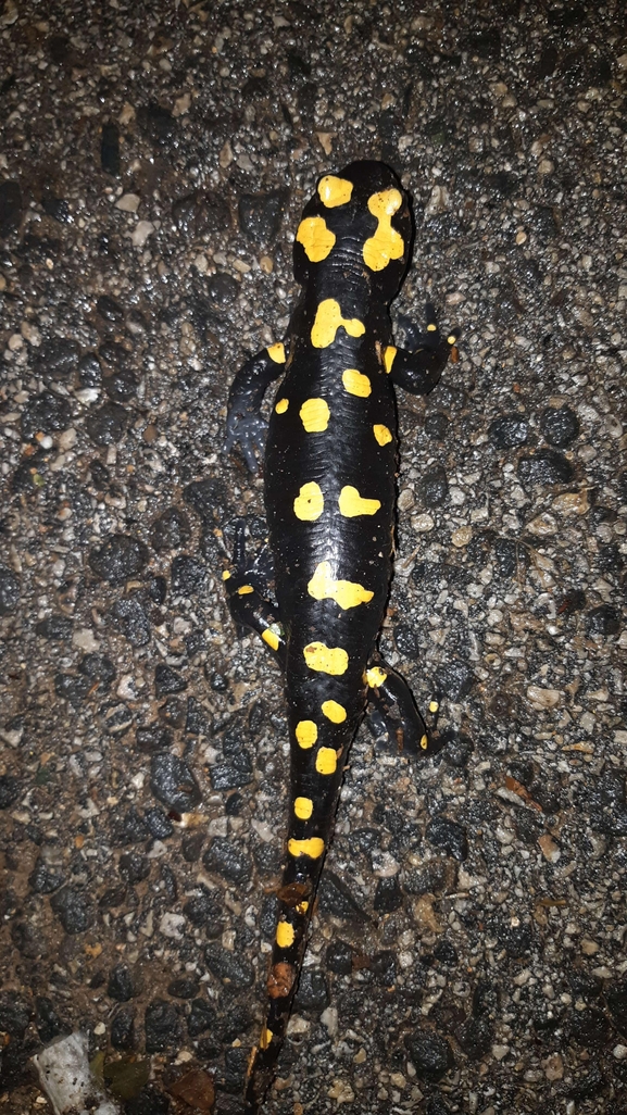 Salamandra infraimmaculata  photographed by רמדאן עיסא 