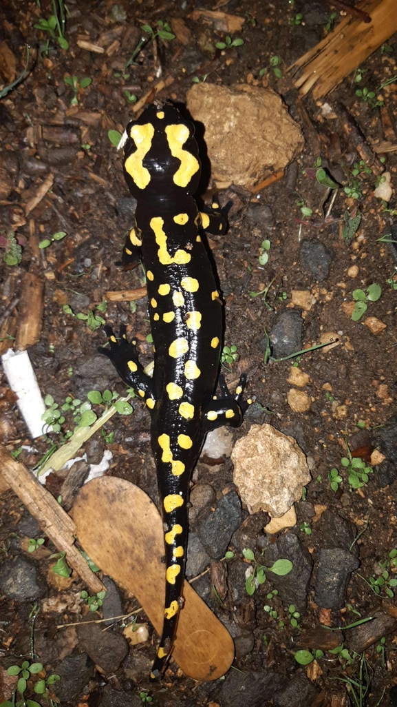 Salamandra infraimmaculata  photographed by רמדאן עיסא 