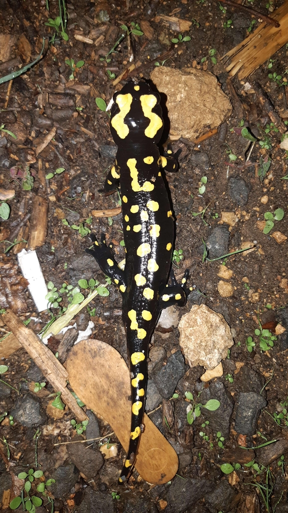 Salamandra infraimmaculata  photographed by רמדאן עיסא 