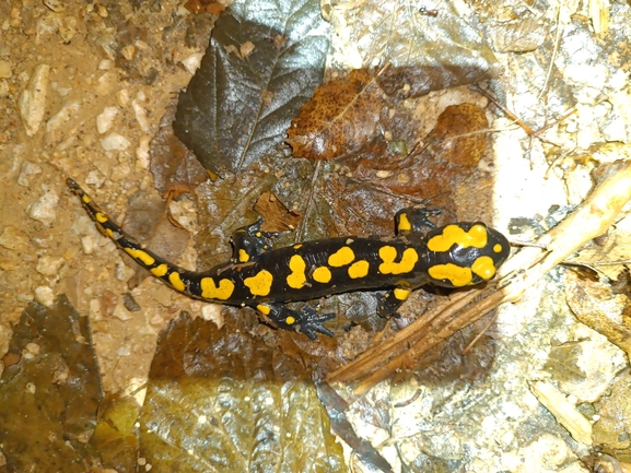 Salamandra infraimmaculata  photographed by רמדאן עיסא 