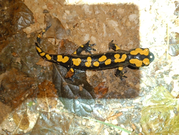 Salamandra infraimmaculata  photographed by רמדאן עיסא 