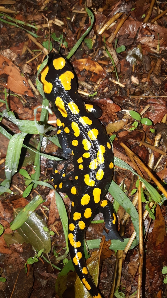 Salamandra infraimmaculata  photographed by רמדאן עיסא 