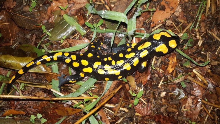 Salamandra infraimmaculata  photographed by רמדאן עיסא 