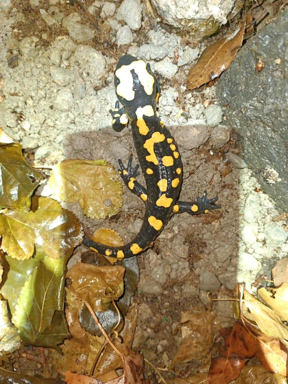 Salamandra infraimmaculata  photographed by רמדאן עיסא 