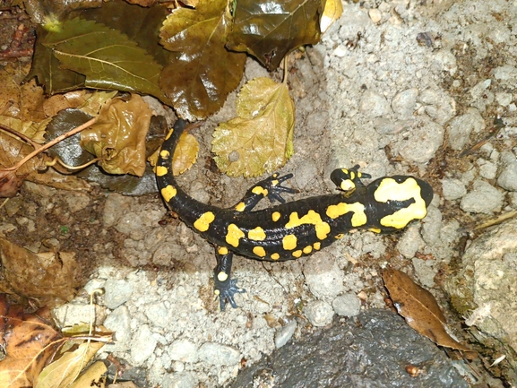 Salamandra infraimmaculata  photographed by רמדאן עיסא 