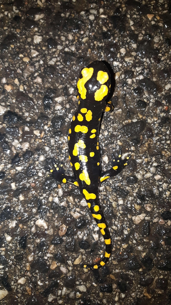 Salamandra infraimmaculata  photographed by רמדאן עיסא 