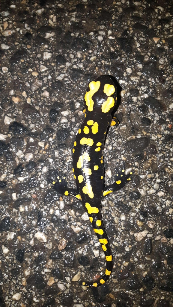 Salamandra infraimmaculata  photographed by רמדאן עיסא 