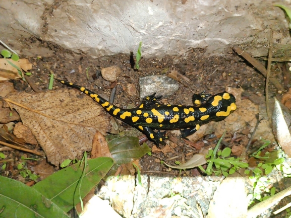 Salamandra infraimmaculata  photographed by רמדאן עיסא 