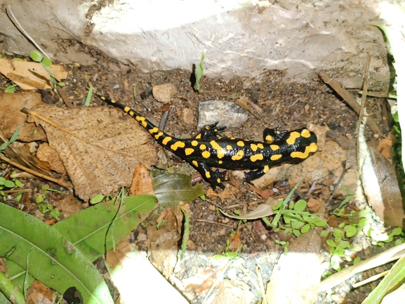 Salamandra infraimmaculata  photographed by רמדאן עיסא 