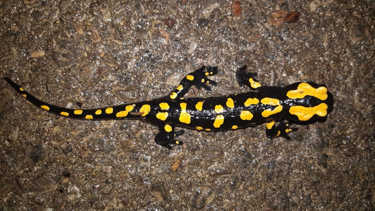 Salamandra infraimmaculata  photographed by רמדאן עיסא 