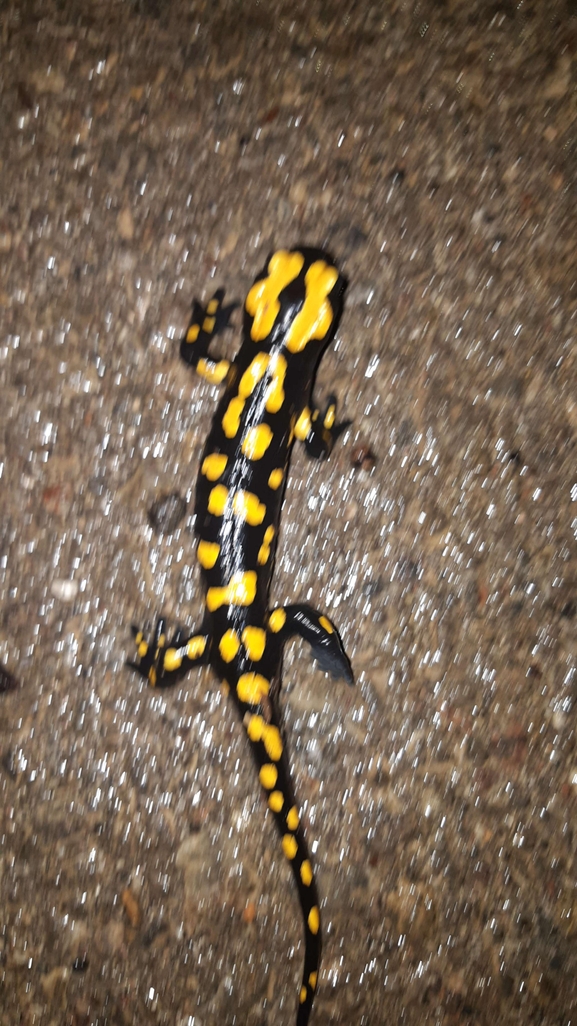 Salamandra infraimmaculata  photographed by רמדאן עיסא 