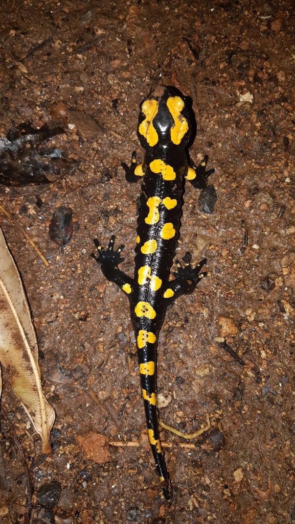 Salamandra infraimmaculata  photographed by רמדאן עיסא 