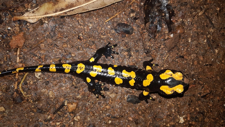 Salamandra infraimmaculata  photographed by רמדאן עיסא 