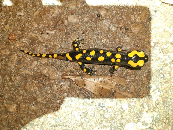 Salamandra infraimmaculata  photographed by רמדאן עיסא 