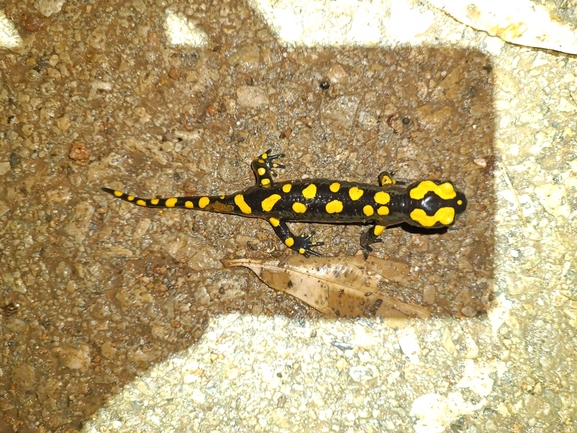 Salamandra infraimmaculata  photographed by רמדאן עיסא 