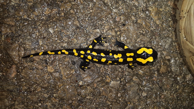 Salamandra infraimmaculata  photographed by רמדאן עיסא 