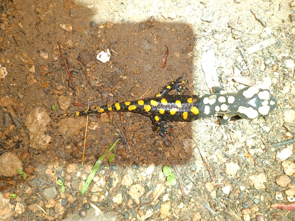 Salamandra infraimmaculata  photographed by רמדאן עיסא 