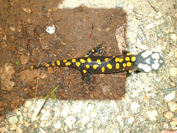 Salamandra infraimmaculata  photographed by רמדאן עיסא 