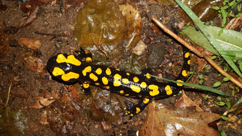 Salamandra infraimmaculata  photographed by רמדאן עיסא 