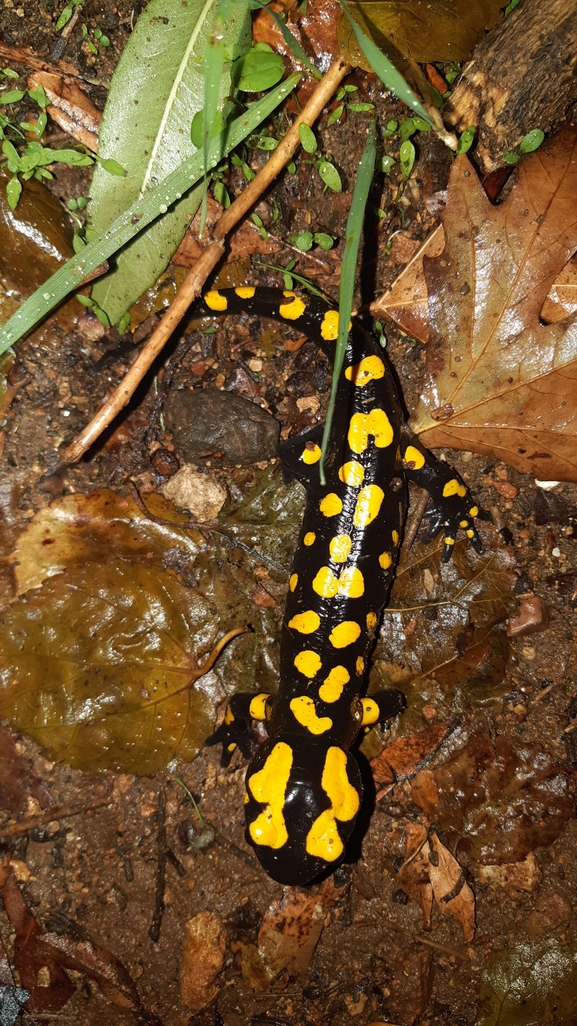 Salamandra infraimmaculata  photographed by רמדאן עיסא 