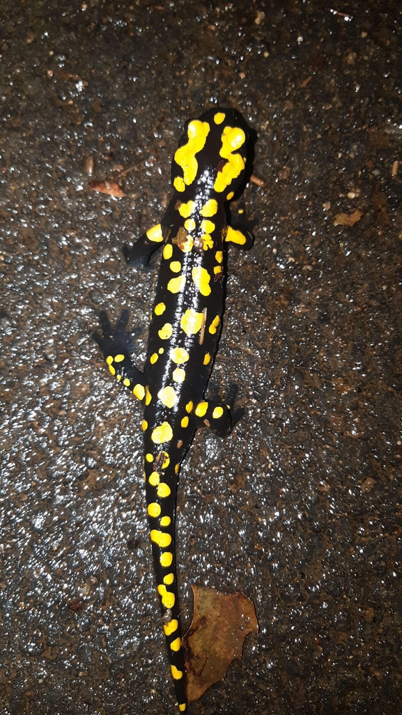 Salamandra infraimmaculata  photographed by רמדאן עיסא 