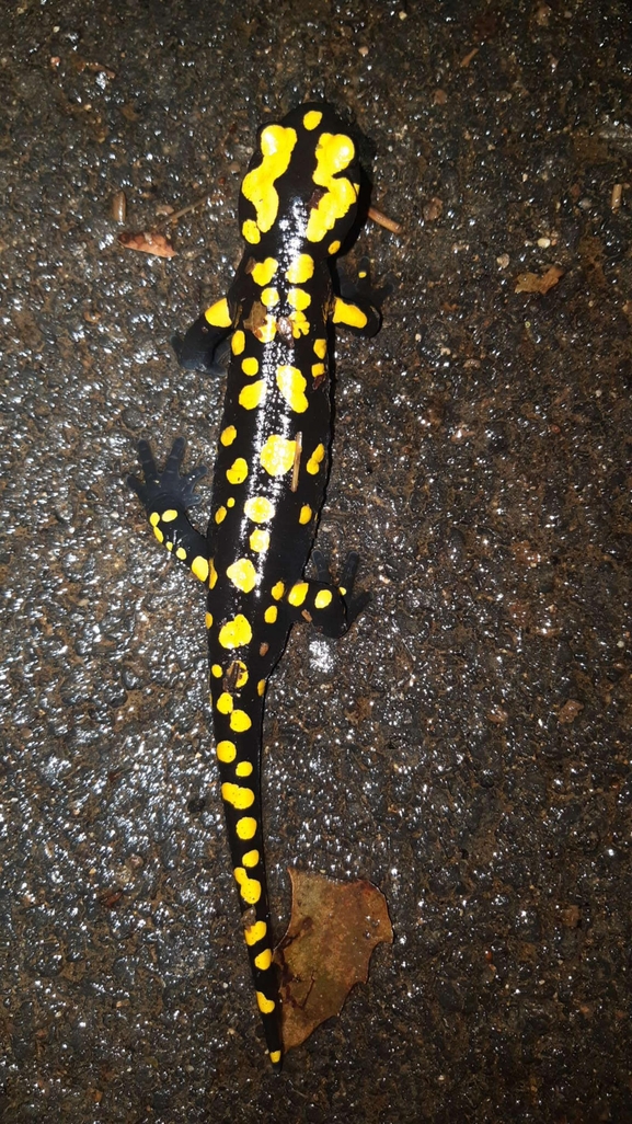 Salamandra infraimmaculata  photographed by רמדאן עיסא 