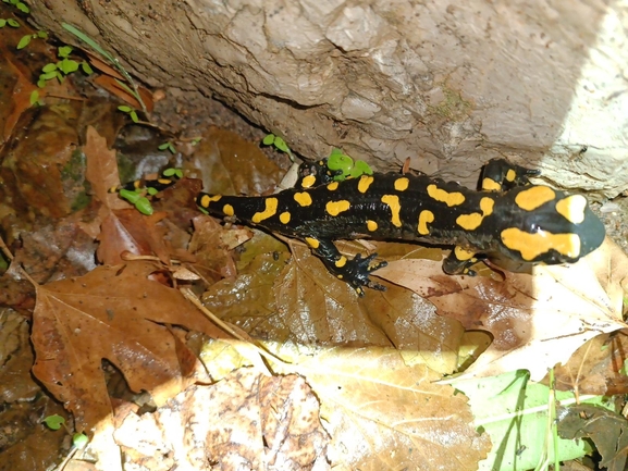 Salamandra infraimmaculata  photographed by רמדאן עיסא 