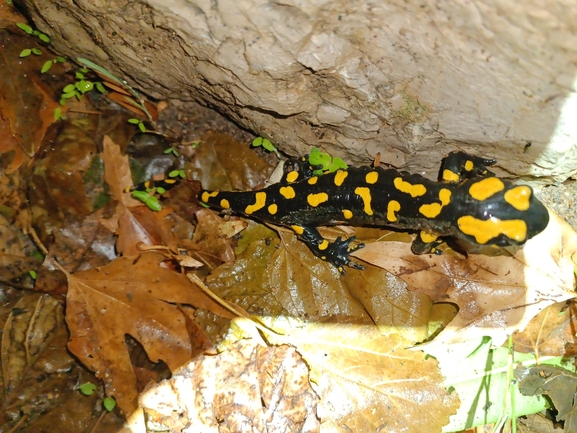 Salamandra infraimmaculata  photographed by רמדאן עיסא 