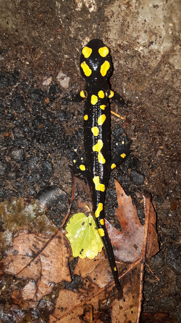 Salamandra infraimmaculata  photographed by רמדאן עיסא 