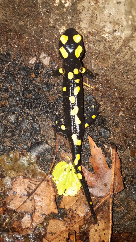 Salamandra infraimmaculata  photographed by רמדאן עיסא 