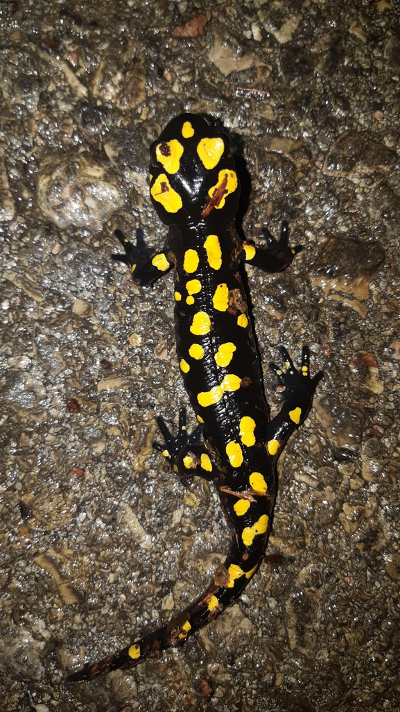 Salamandra infraimmaculata  photographed by רמדאן עיסא 