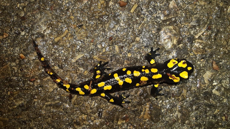 Salamandra infraimmaculata  photographed by רמדאן עיסא 