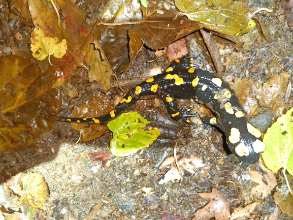 Salamandra infraimmaculata  photographed by רמדאן עיסא 