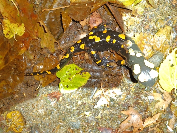 Salamandra infraimmaculata  photographed by רמדאן עיסא 