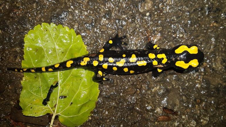 Salamandra infraimmaculata  photographed by רמדאן עיסא 