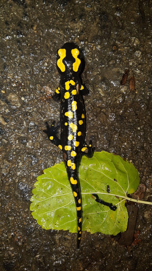 Salamandra infraimmaculata  photographed by רמדאן עיסא 