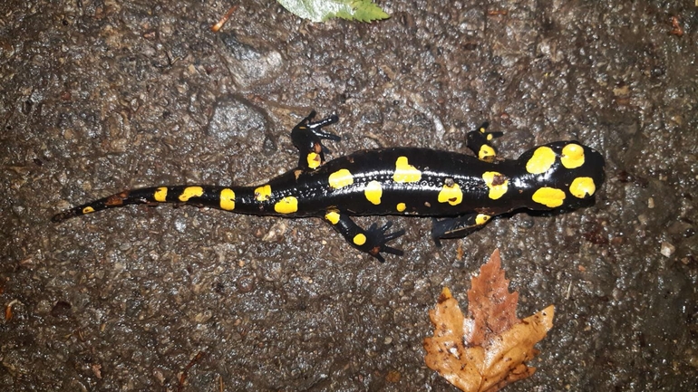 Salamandra infraimmaculata  photographed by רמדאן עיסא 